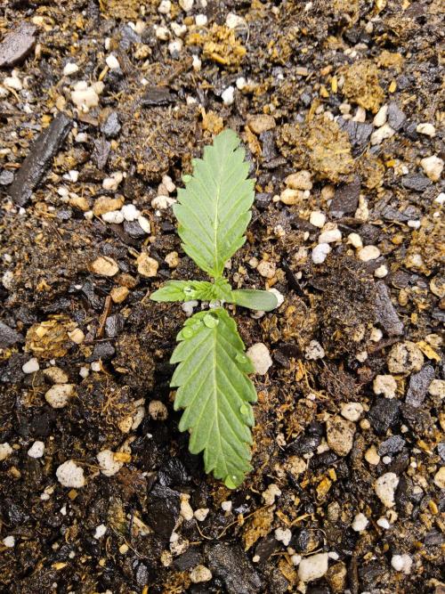 Sweet Guava Root. Week 0