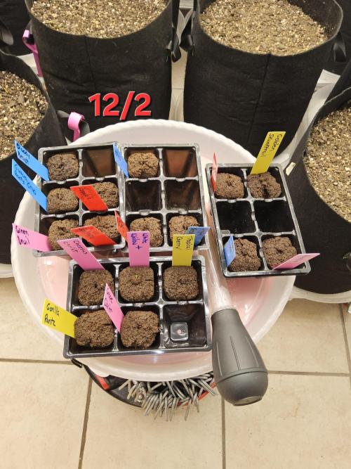 Sweet Guava Root. Week 0