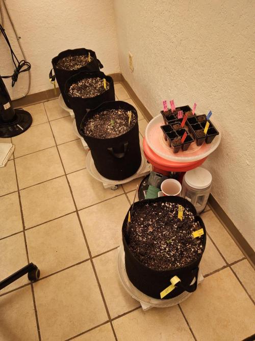 Sweet Guava Root. Week 0