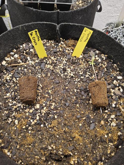 Freaky Croco. Week 0