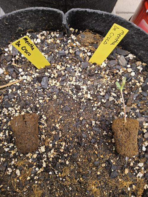 Freaky Croco. Week 0