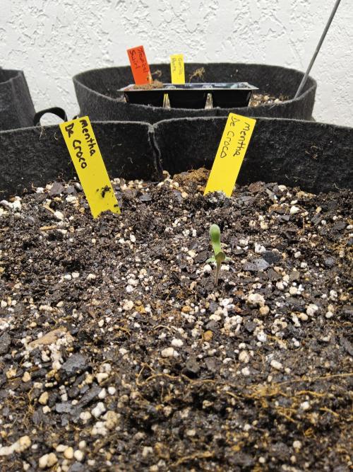 Freaky Croco. Week 0