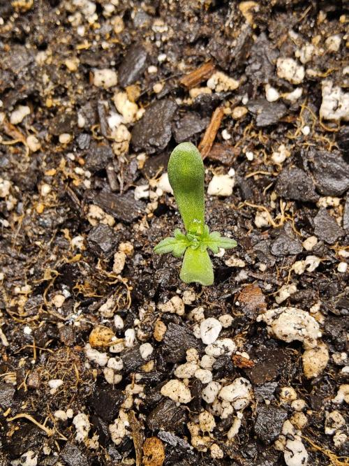 Freaky Croco. Week 0