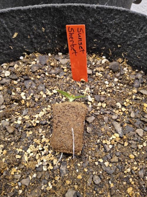 A Kannabian Sunset. Week 0