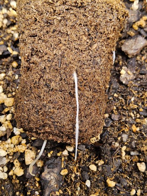 A Kannabian Sunset. Week 0