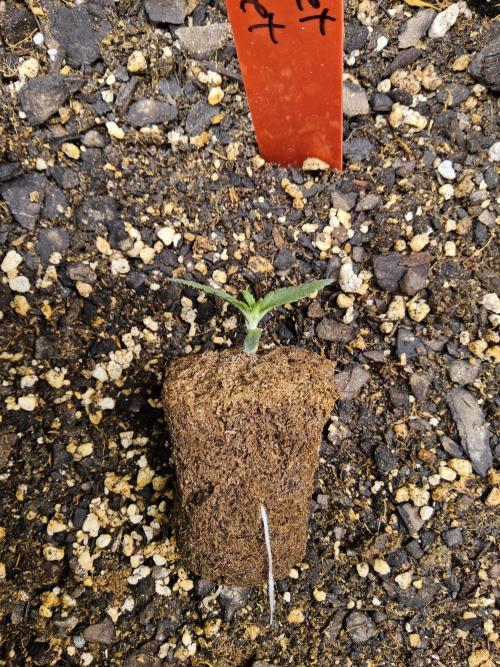 A Kannabian Sunset. Week 0