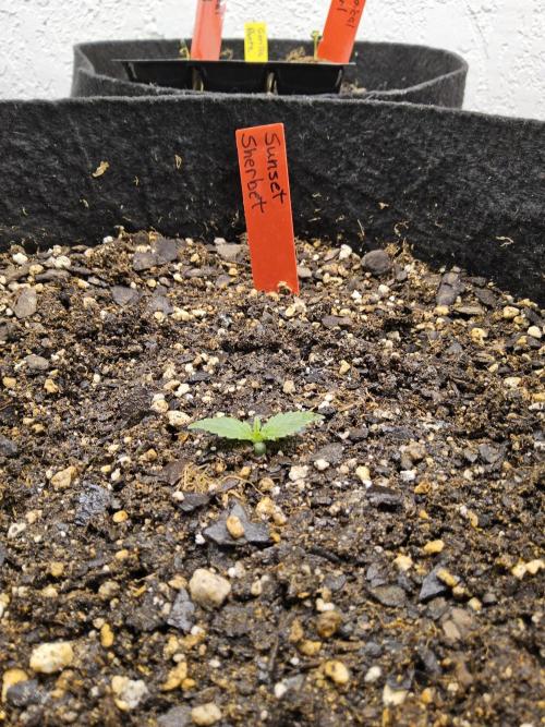 A Kannabian Sunset. Week 0