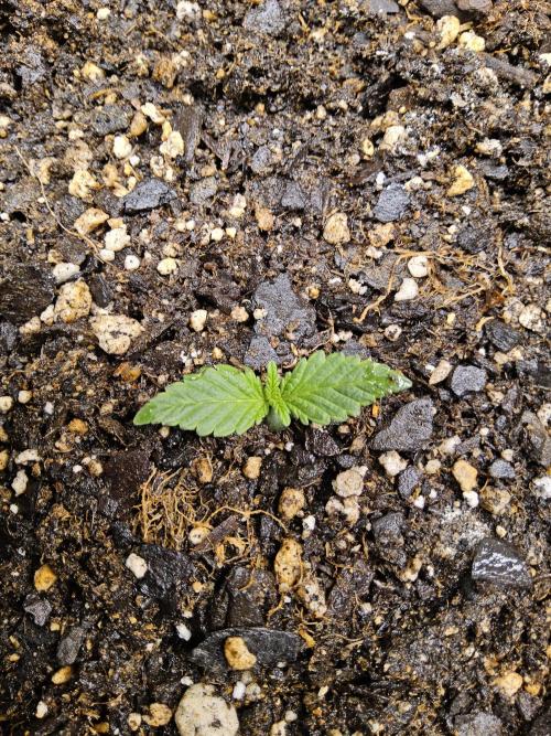 A Kannabian Sunset. Week 0