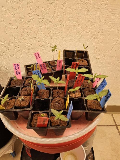 A Kannabian Sunset. Week 0