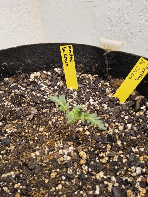 Freaky Croco. Week 1