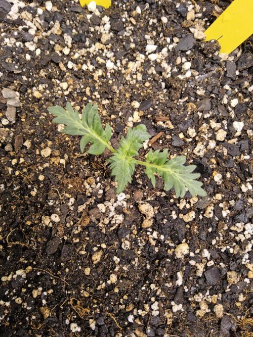 Freaky Croco. Week 1