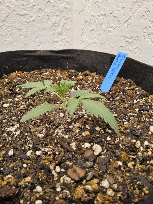 Sweet Guava Root. Week 1