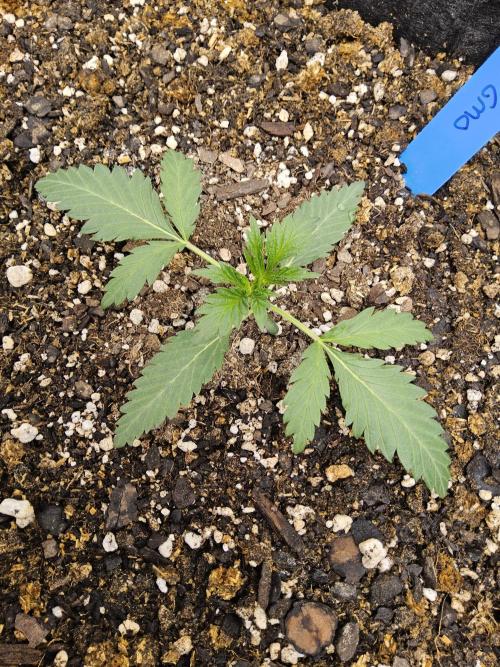 Sweet Guava Root. Week 1