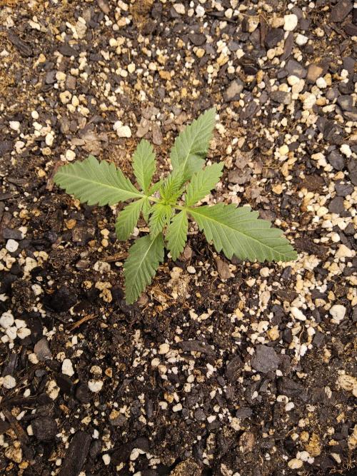 Freaky Skunk. Week 1