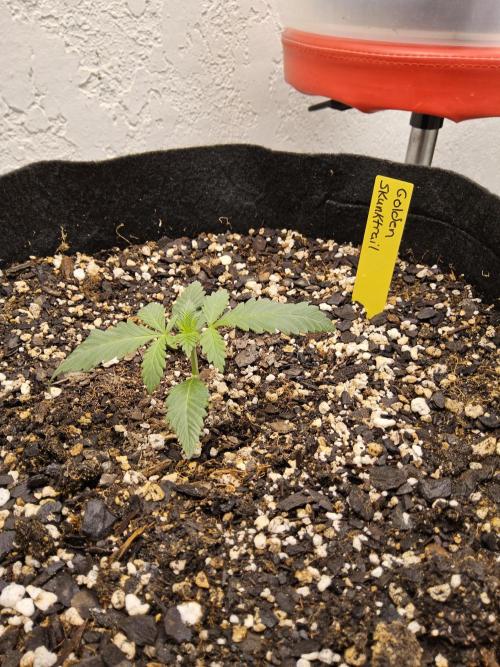 Freaky Skunk. Week 1