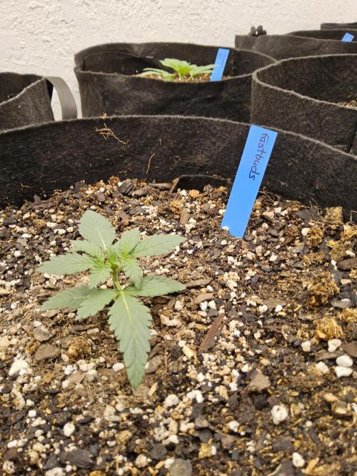 Fast Mystery. Week 1