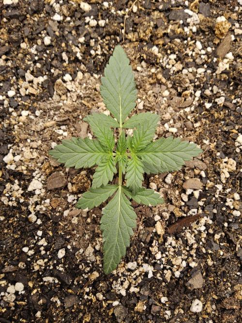 Fast Mystery. Week 1