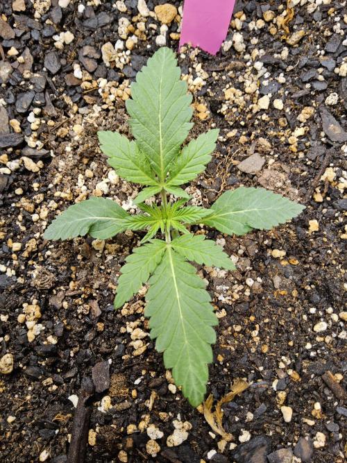 Freaky Cheese. Week 1