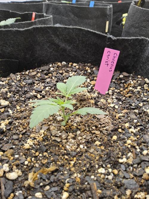 Freaky Cheese. Week 1