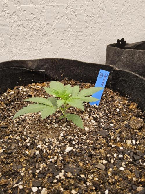 Original XXL. Week 1