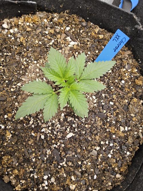 Original XXL. Week 1