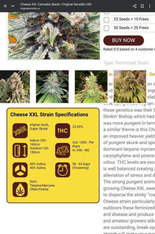 Original XXL. Week 1