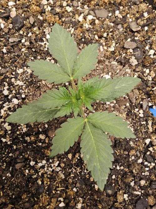 A Mafia Beast. Week 1