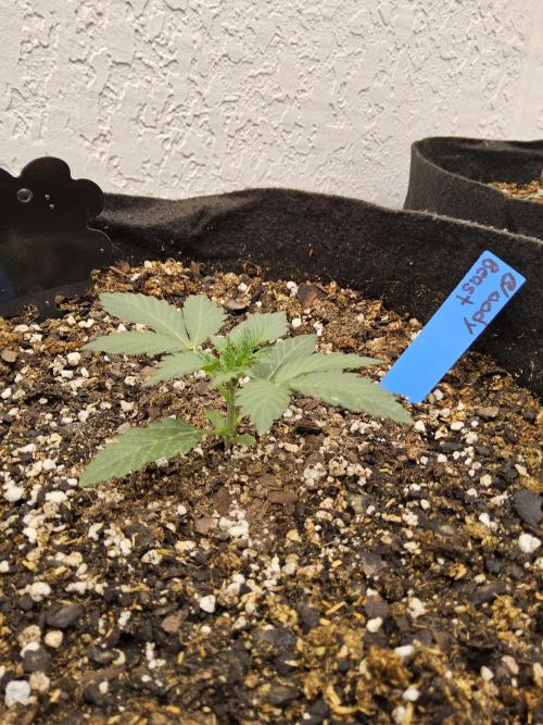 A Mafia Beast. Week 1