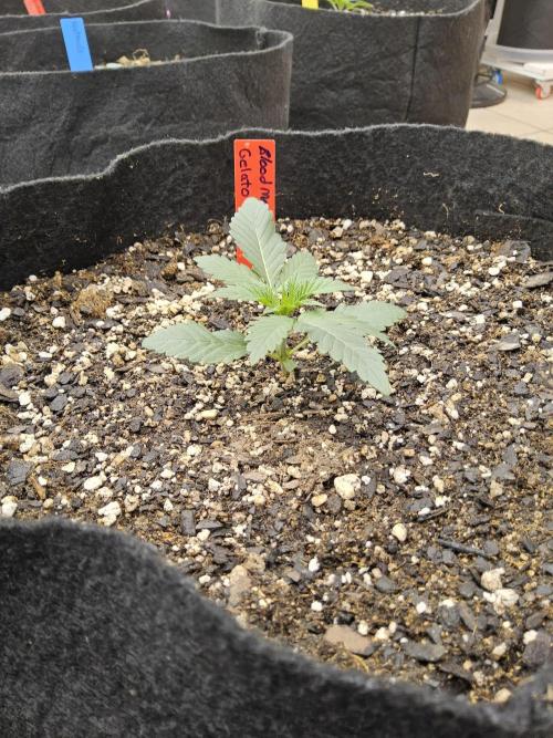 Seedsman Blood. Week 1