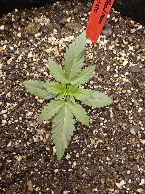 Seedsman Blood. Week 1