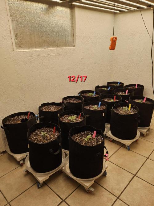 Seedsman Blood. Week 1