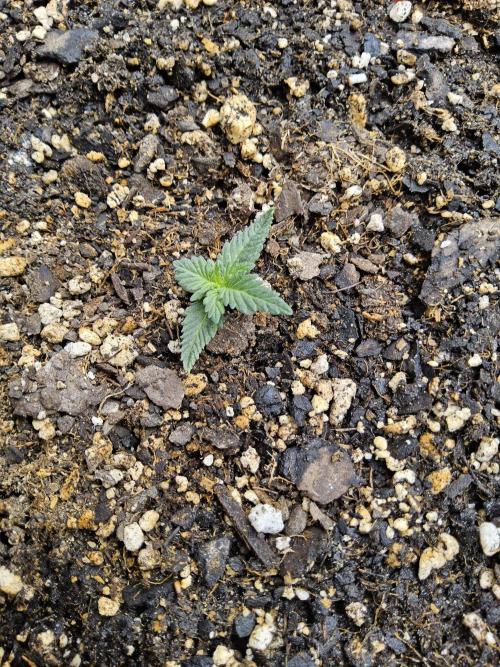 The Truffle of MSNL. Week 0