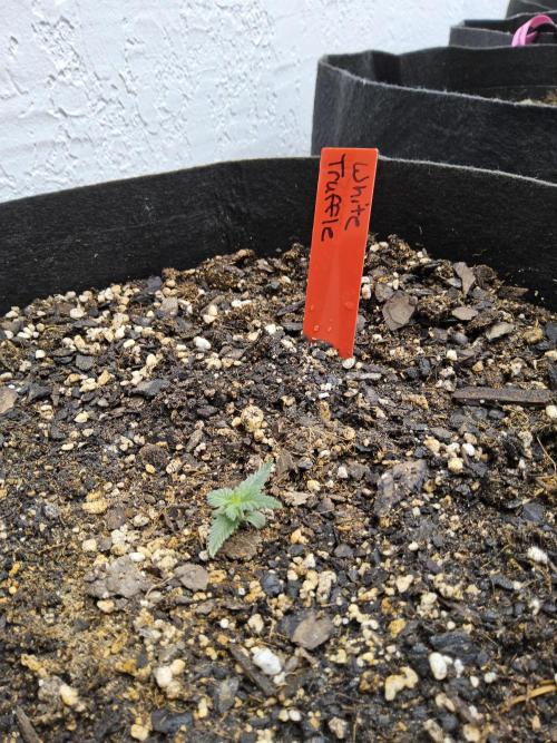 The Truffle of MSNL. Week 0