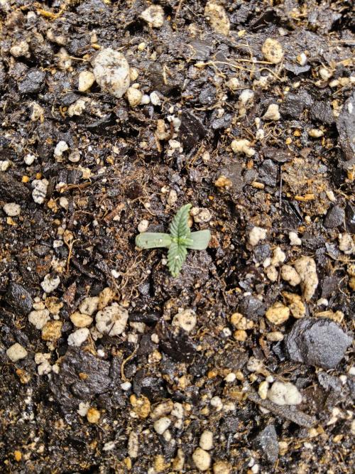 The Truffle of MSNL. Week 0