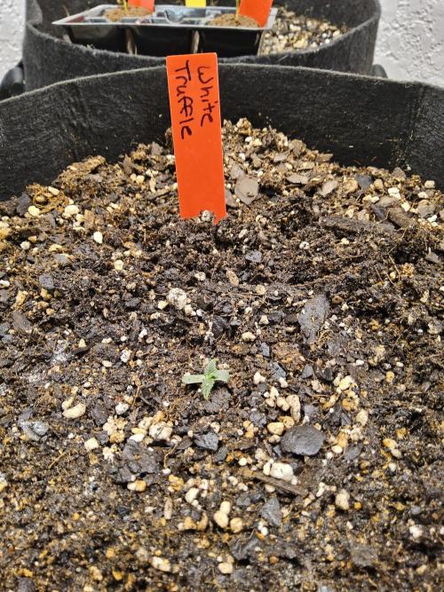 The Truffle of MSNL. Week 0