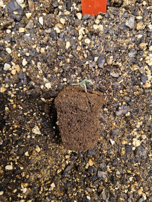 The Truffle of MSNL. Week 0