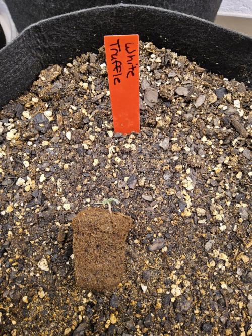 The Truffle of MSNL. Week 0