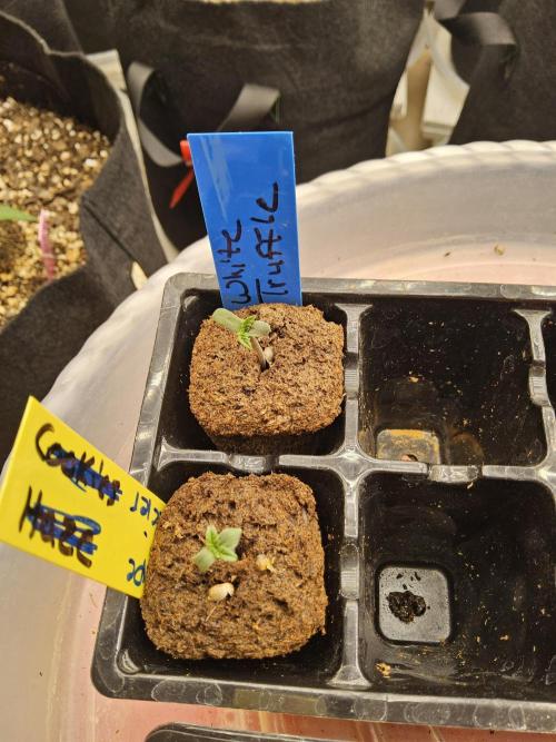 The Truffle of MSNL. Week 0 - Extras just in case 