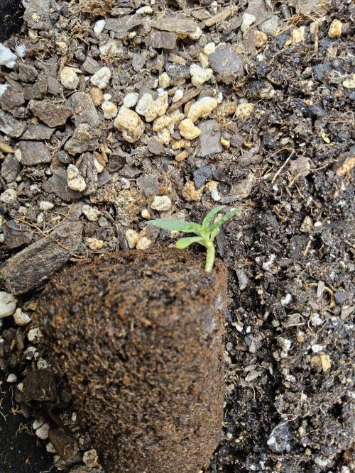 Grape Glacier. Week 0