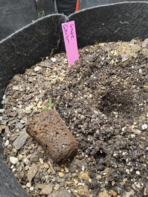 Grape Glacier. Week 0