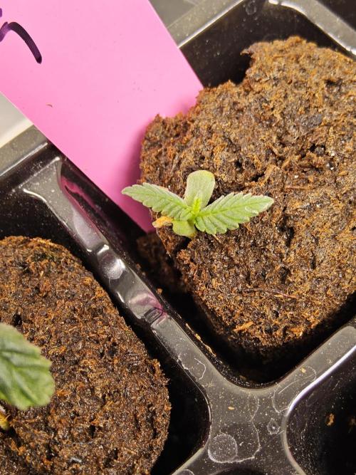 Grape Glacier. Week 0