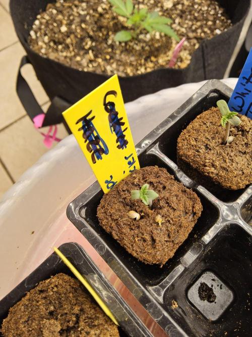 Grape Glacier. Week 0