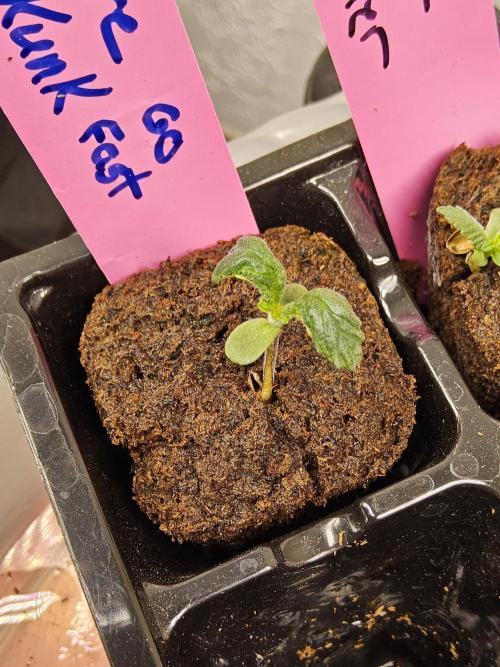 Pure go fast. Week 0