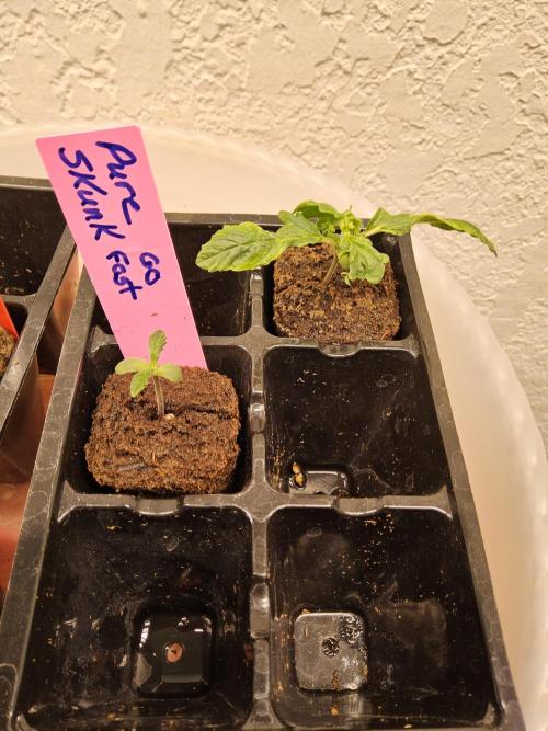 Pure go fast. Week 0