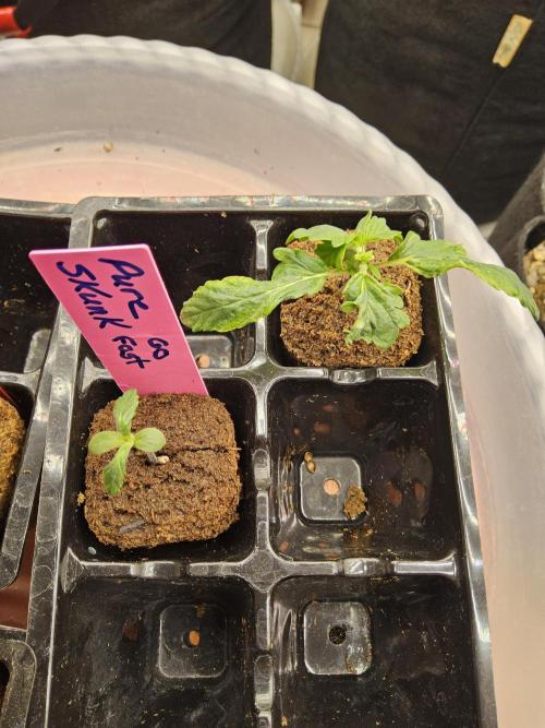 Pure go fast. Week 0