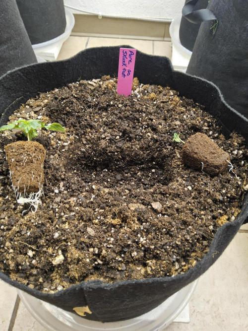 Pure go fast. Week 0