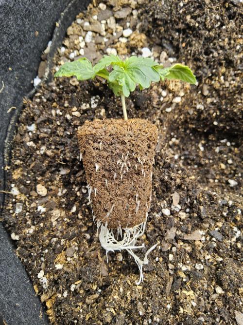 Pure go fast. Week 0