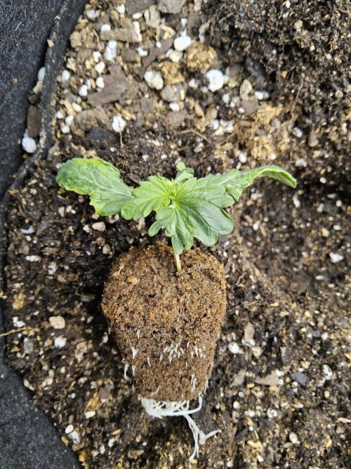 Pure go fast. Week 0