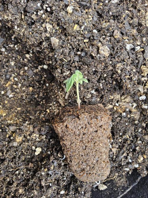 Pure go fast. Week 0