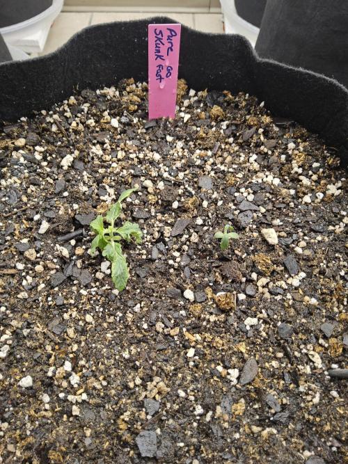 Pure go fast. Week 0